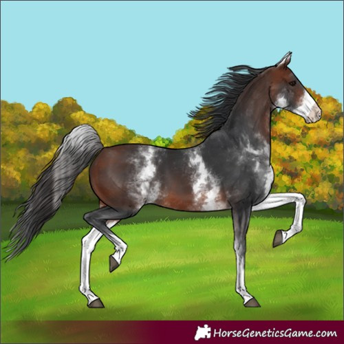 Horse Color:White Spotted Bay 