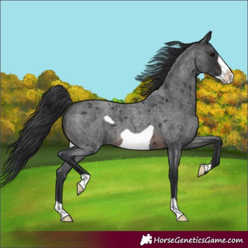 Horse Color:Brown Roan Frame 