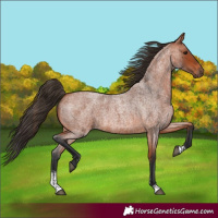 Horse Color:Bay Roan Sabino