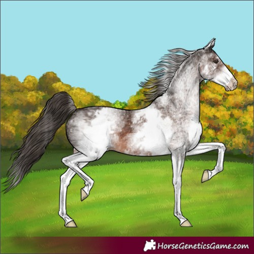 Horse Color:White Spotted Liver Chestnut 