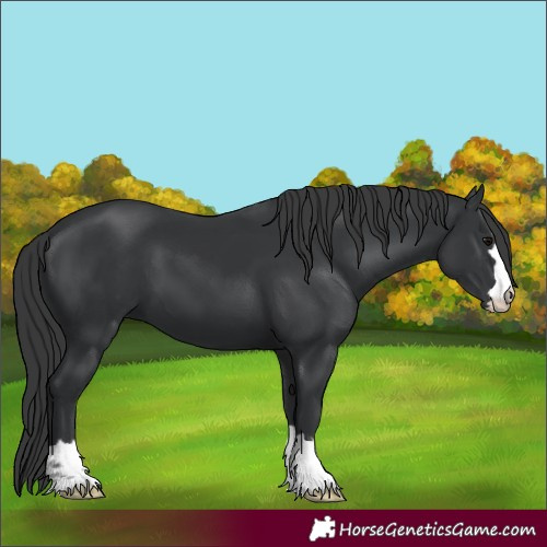 Horse Color:Black 