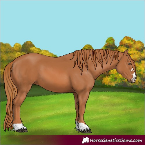 Horse Color:Chestnut 