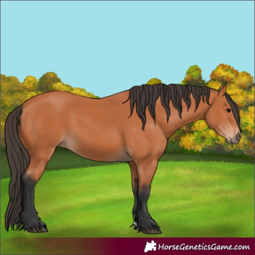 Horse Color:Bay 