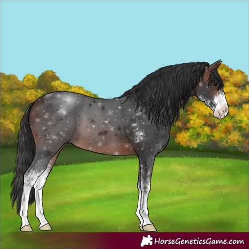 Horse Color:Brown Sabino 