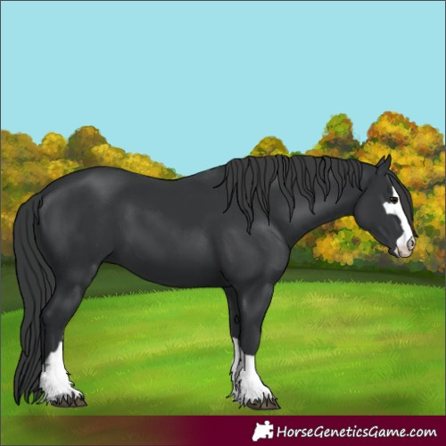 Horse Color:Black 