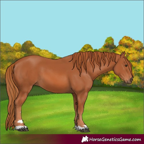 Horse Color:Chestnut 