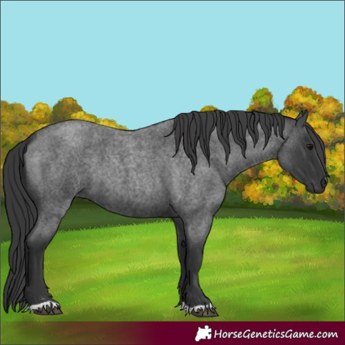 Horse Color:Blue Roan 
