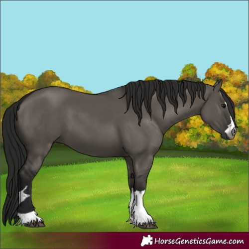 Horse Color:Gray Grullo