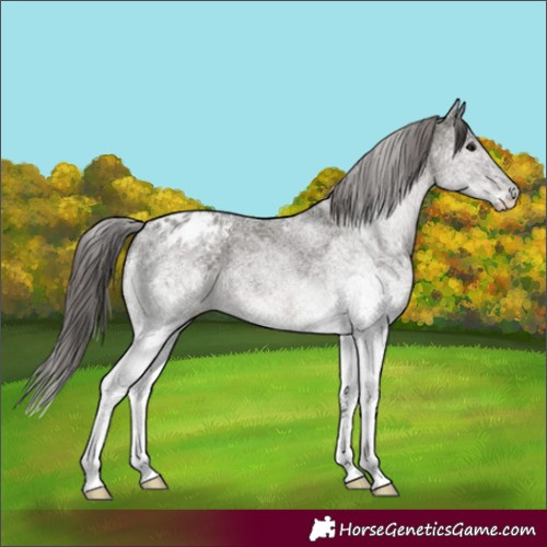 Horse Color:White Spotted Grullo Appaloosa 