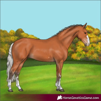 Horse Color:Silver Bay 