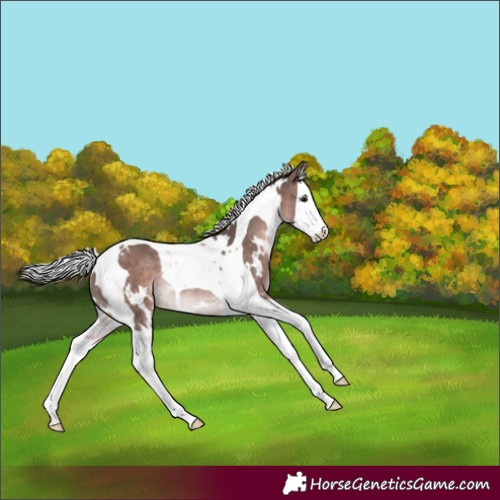 Horse Color:Platinum White Spotted Silver Brown Splash Tobiano Rabicano