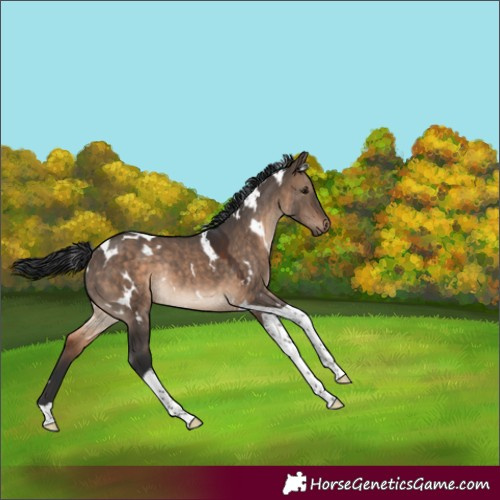 Horse Color:White Spotted Brown Dun Tobiano Rabicano 