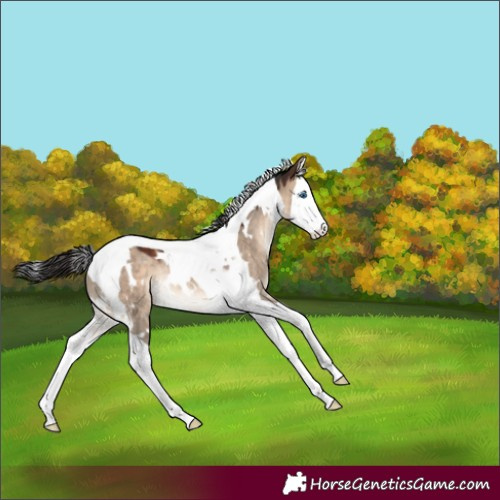 Horse Color:White Spotted Brown Dun Splash Tobiano Rabicano 