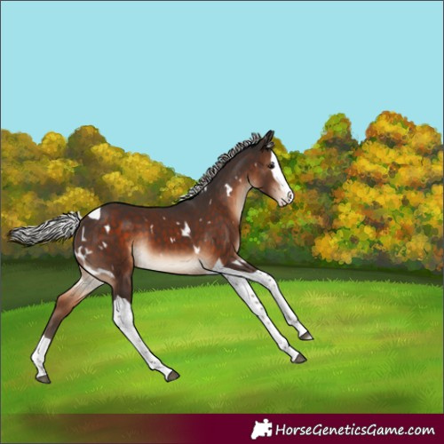 Horse Color:White Spotted Silver Brown Splash Tobiano Rabicano 