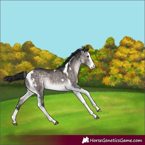Horse Color:Platinum White Spotted Brown Dun Splash Tobiano Rabicano
