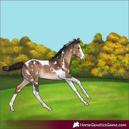 Horse Color:White Spotted Brown Dun Splash Tobiano Rabicano Brindle 