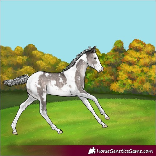 Horse Color:Platinum White Spotted Silver Brown Dun Splash Tobiano Rabicano