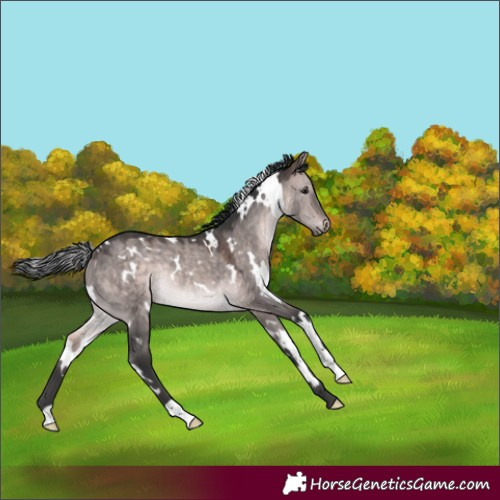 Horse Color:Platinum White Spotted Bay Dun Rabicano