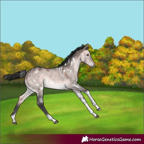 Horse Color:Platinum White Spotted Bay Dun Tobiano Rabicano 