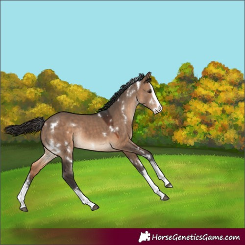 Horse Color:White Spotted Bay Dun Splash Rabicano 