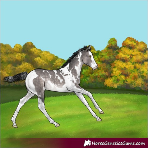 Horse Color:Platinum White Spotted Brown Dun Splash Tobiano Rabicano 