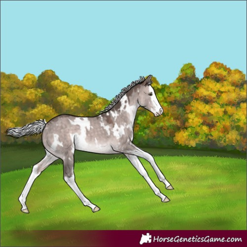 Horse Color:Platinum White Spotted Silver Bay Dun Splash 