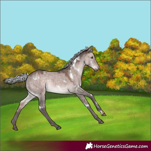Horse Color:Platinum White Spotted Silver Brown Dun Rabicano 