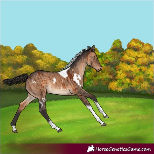 Horse Color:White Spotted Brown Dun Tobiano Rabicano Brindle 