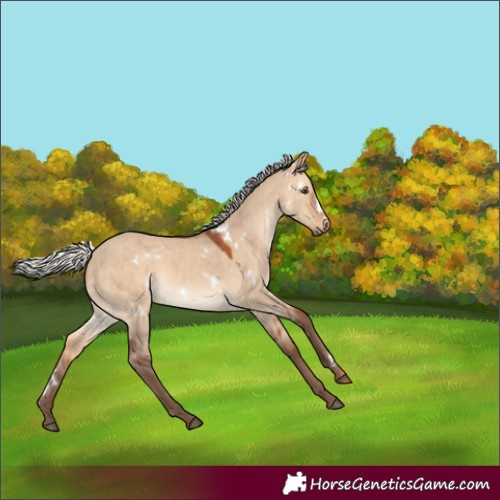 Horse Color:White Spotted Silver Bay Dun Rabicano