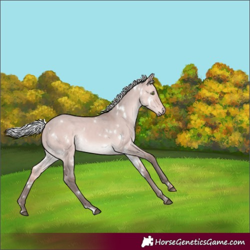 Horse Color:Platinum White Spotted Silver Bay Dun Rabicano