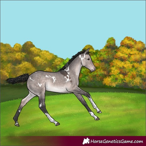 Horse Color:Platinum White Spotted Brown Dun Tobiano Rabicano 