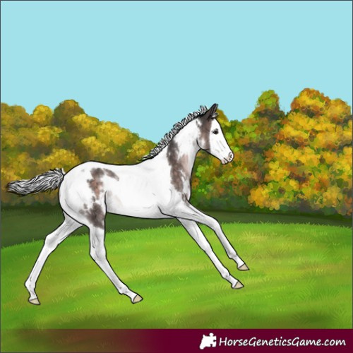 Horse Color:Platinum White Spotted Silver Brown Splash Tobiano Rabicano 