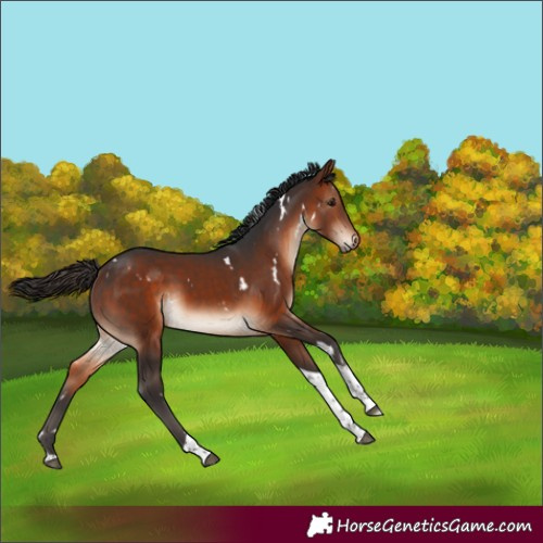 Horse Color:White Spotted Bay Tobiano Rabicano 
