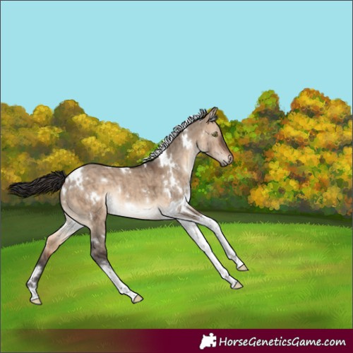 Horse Color:White Spotted Brown Dun Tobiano Rabicano Brindle