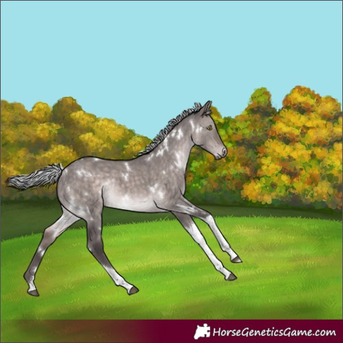 Horse Color:Platinum White Spotted Silver Brown Dun Tobiano Rabicano 