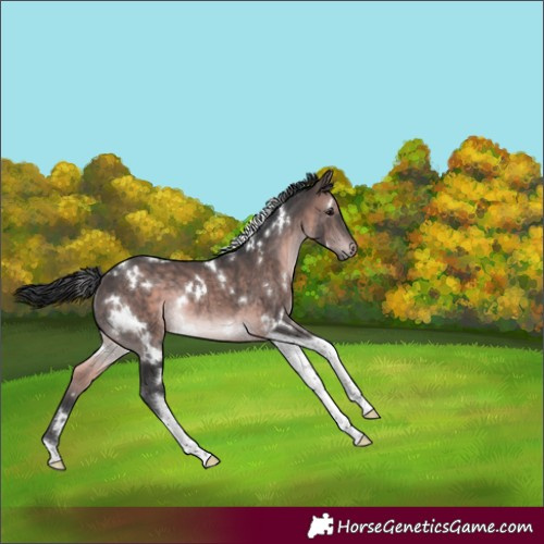 Horse Color:Platinum White Spotted Brown Tobiano Rabicano