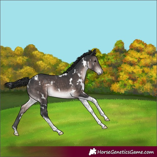 Horse Color:Platinum White Spotted Brown Tobiano Rabicano 