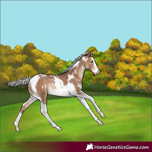 Horse Color:White Spotted Silver Brown Dun Splash Tobiano Rabicano Brindle 