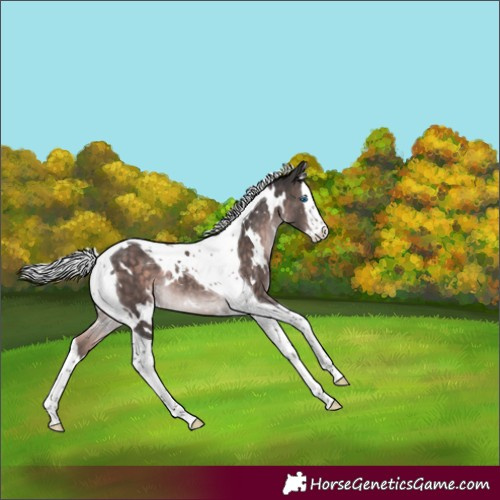 Horse Color:Platinum White Spotted Silver Brown Splash Tobiano Rabicano 