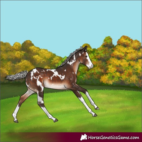 Horse Color:White Spotted Silver Brown Splash Rabicano 