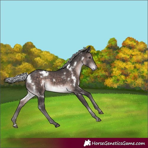 Horse Color:Platinum White Spotted Silver Brown Rabicano 