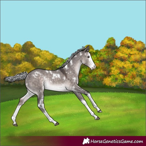 Horse Color:Platinum White Spotted Silver Brown Dun Splash Rabicano