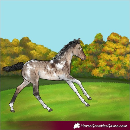 Horse Color:White Spotted Brown Dun Tobiano Rabicano Brindle 