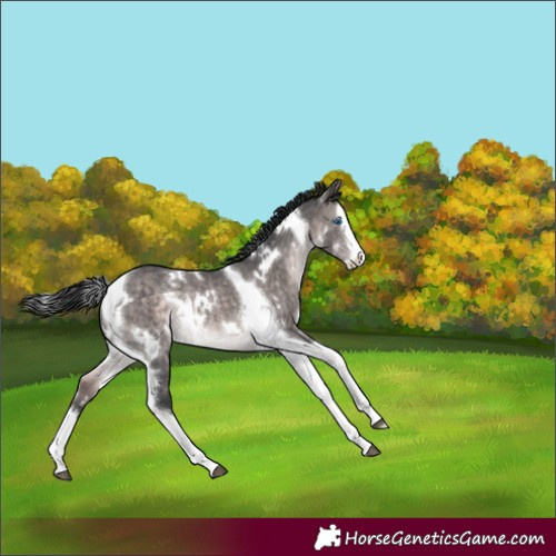 Horse Color:Platinum White Spotted Brown Dun Splash Tobiano Rabicano 