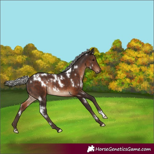 Horse Color:White Spotted Silver Brown Rabicano 