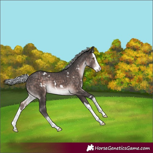 Horse Color:Platinum White Spotted Silver Brown Splash Rabicano