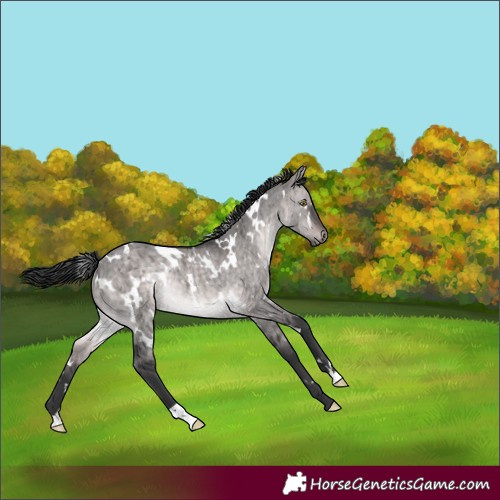 Horse Color:Platinum White Spotted Brown Dun Rabicano Brindle