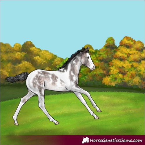 Horse Color:Platinum White Spotted Brown Dun Splash Tobiano Rabicano Brindle 