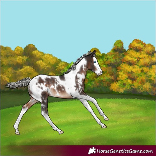 Horse Color:White Spotted Silver Brown Splash Tobiano Rabicano 