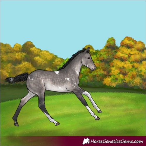 Horse Color:Platinum White Spotted Brown Dun Tobiano Rabicano